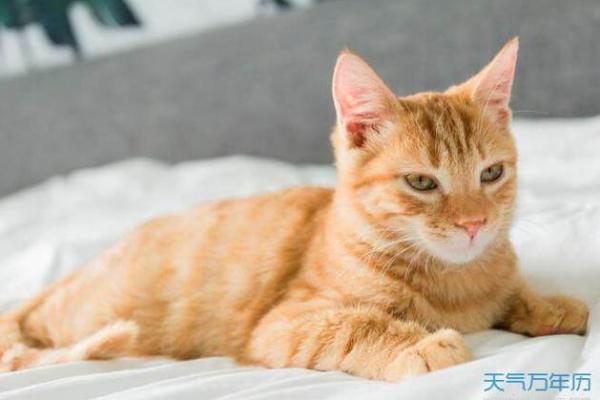 女人梦见猫咬手是吉兆 女人梦见猫咬手是吉兆