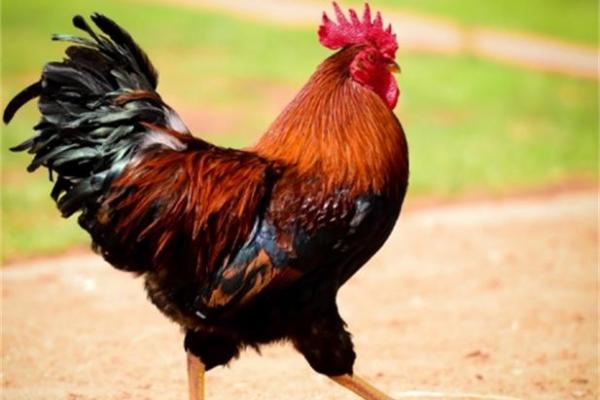 1993属鸡男和2002属马女配吗_1993年属鸡和2002年属马合不合