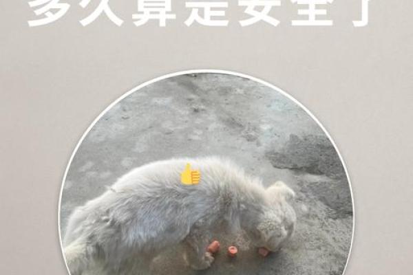 梦见狗咬自己是什么预兆