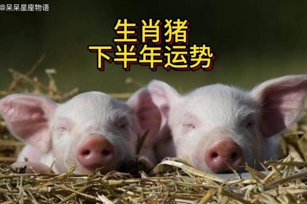 属猪人2026年全年运势及运程_95年属猪人2026年全年运势及运程 属猪人2026年全年运势及运程_95年属猪人2026年全年运势及运程