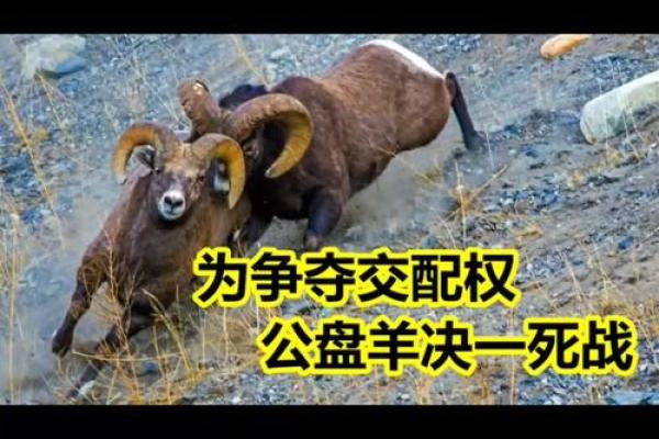 绝处逢生打一个生肖 绝处逢生打一个生肖