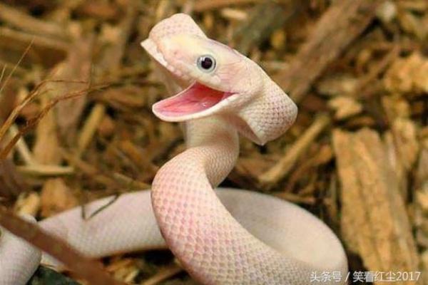 笑里藏刀打一动物 笑里藏刀打一动物