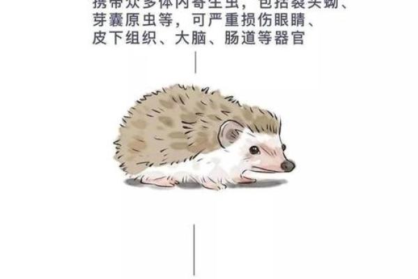 “手无寸铁”打一个生肖动物,手无寸铁打一生肖答案解释释义落实 “手无寸铁”打一个生肖动物,手无寸铁打一生肖答案解释释义落实