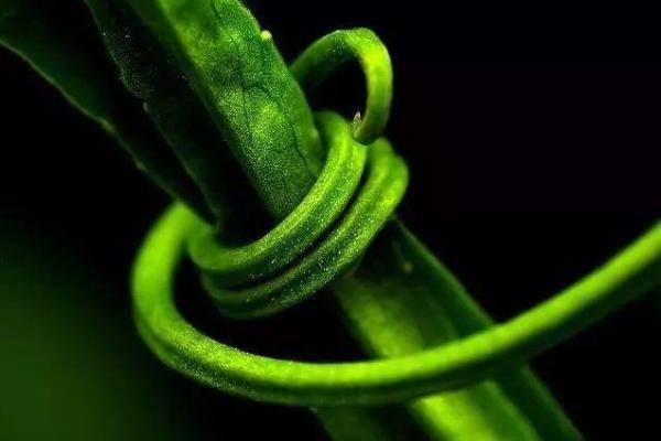 顺藤摸瓜是什么生肖 顺藤摸瓜是什么生肖