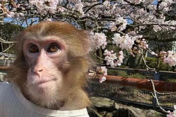 走马观花打一生肖 走马观花打一生肖