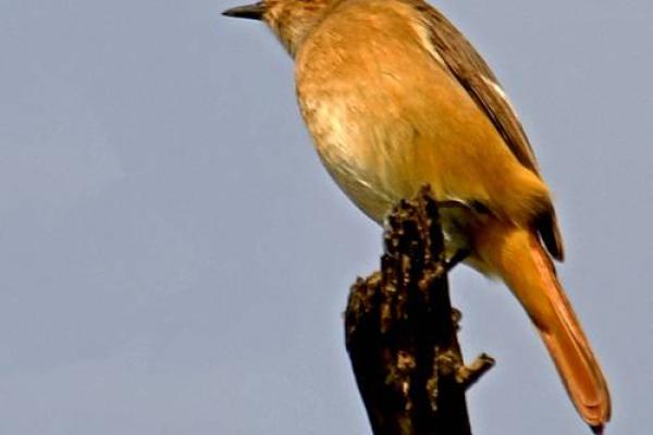 “巴结高枝”打一准确动物生肖,巴结高枝是什么生肖答案解释释义落实 “巴结高枝”打一准确动物生肖,巴结高枝是什么生肖答案解释释义落实