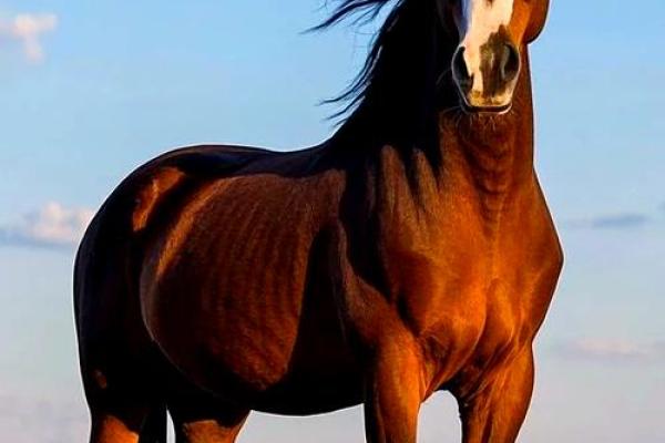 1954年属马今年运势_1954年属马今年运势怎么样