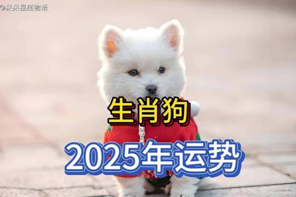 2025年属狗的全年运势怎么样 属狗2025年属狗每月运势和运 2025年属狗的全年运势怎么样 属狗2025年属狗每月运势和运