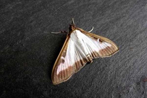 飞蛾扑火是什么生肖(飞蛾扑火是什么生肖正确答案) 飞蛾扑火是什么生肖(飞蛾扑火是什么生肖正确答案)