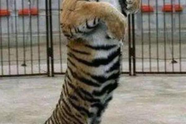 “花拳绣腿是”打一最佳准确生肖,花拳绣腿最佳答案什么动物答案解释释义落实 “花拳绣腿是”打一最佳准确生肖,花拳绣腿最佳答案什么动物答案解释释义落实