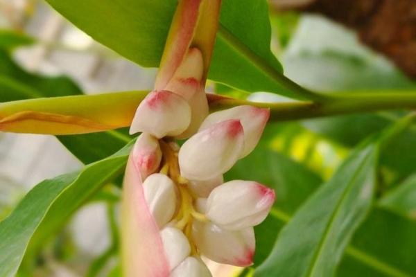 豆蔻年华是什么生肖 豆蔻年华是什么生肖