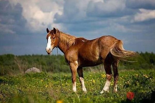 2026属马人是什么命_2026属马的属于什么命