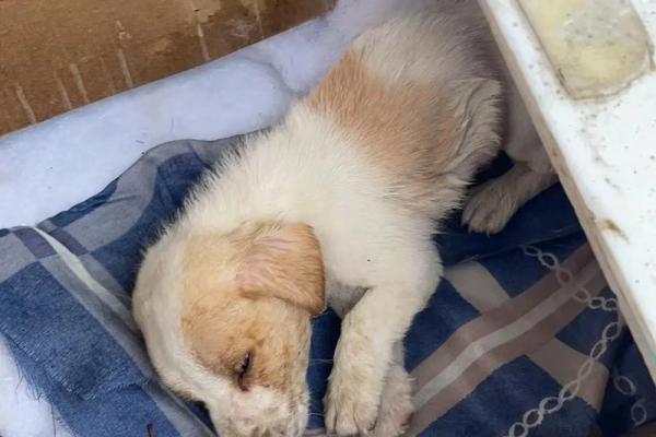 “奄奄一息”打一准确生肖，奄奄一息打一准确生肖答案解释释义落实