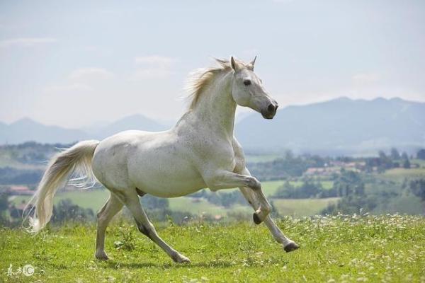 1990年属马一生婚姻运势_90属马人36岁才是大运 1990年属马一生婚姻运势_90属马人36岁才是大运