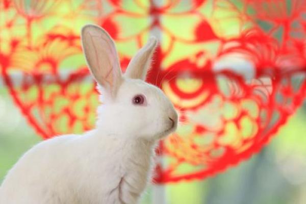 属兔2020年几月份搬家好(属兔人2021年哪个月搬新家好) 属兔2020年几月份搬家好(属兔人2021年哪个月搬新家好)