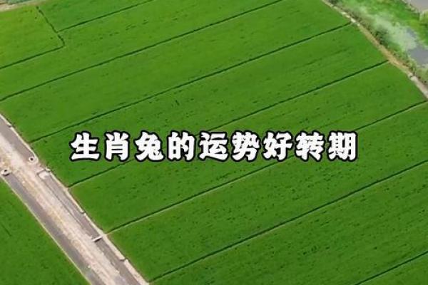 2025兔的全年运势如何 2025年兔年运势全解析全年运程大揭秘 2025兔的全年运势如何 2025年兔年运势全解析全年运程大揭秘