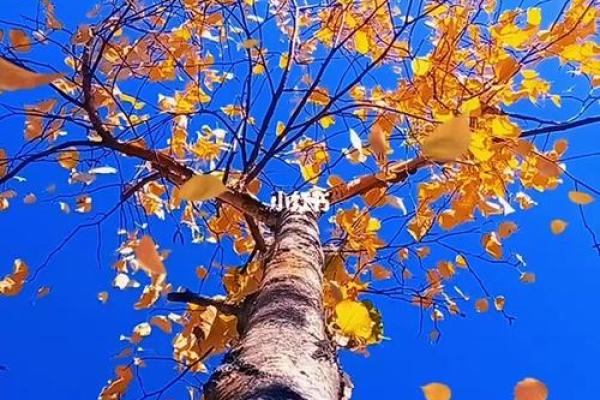 秋风落叶打一生肖 秋风落叶打一生肖