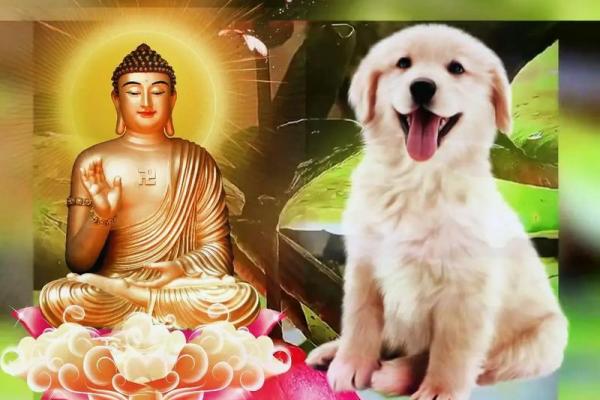 70狗五行属木还是水_1970年属狗的五行缺什么 70狗五行属木还是水_1970年属狗的五行缺什么