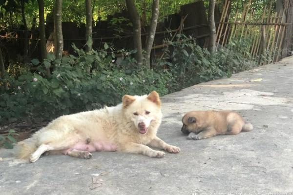 “鸡犬相闻猪有来”打一个生肖动物,鸡犬相闻是什么生肖答案解释释义落实 “鸡犬相闻猪有来”打一个生肖动物,鸡犬相闻是什么生肖答案解释释义落实
