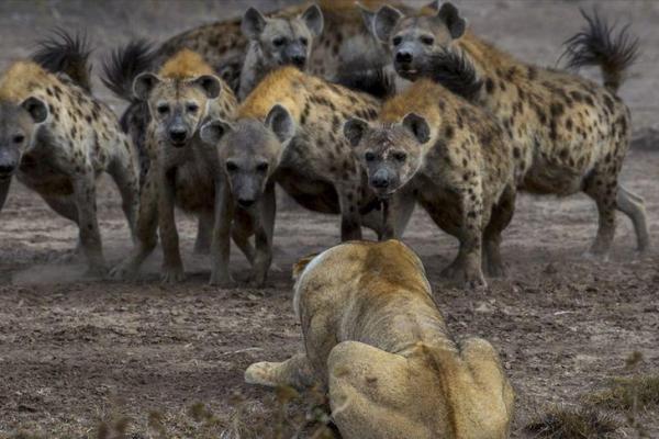 “咬紧牙根”打一生肖是什么,咬紧牙根是什么生肖答案解释释义落实 “咬紧牙根”打一生肖是什么,咬紧牙根是什么生肖答案解释释义落实