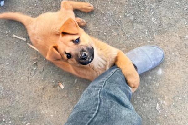 恋恋不舍是什么生肖动物 恋恋不舍是什么生肖动物