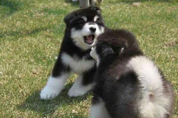 肥肥胖胖打一生肖 肥肥胖胖打一生肖