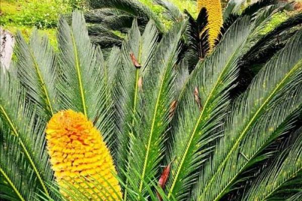 铁树开花是什么生肖(铁树开花是什么生肖最准确答案) 铁树开花是什么生肖(铁树开花是什么生肖最准确答案)