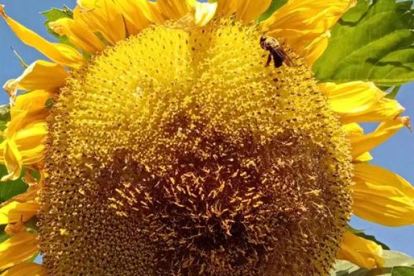 “明日黄花”打一生肖是什么，明日黄花打一正确动物答案解释释义落实