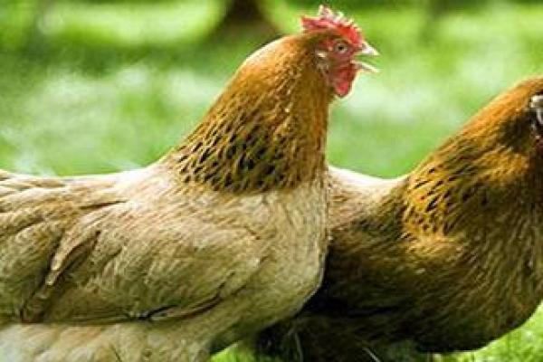 金屋藏娇指什么生肖 金屋藏娇指什么生肖