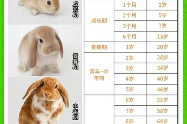 属兔女的最佳配偶属相_属兔最佳配偶是属什么