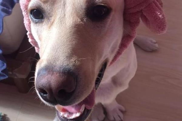 “按兵不动”打一最佳准确生肖，按兵不动是什么生肖答案解释释义落实