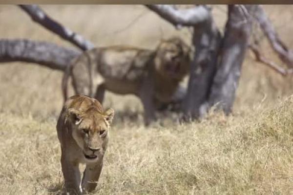 各霸一方打一动物 各霸一方打一动物
