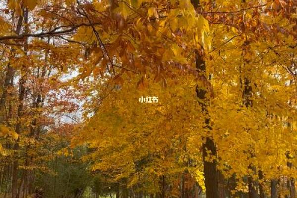 秋风落叶打一生肖(秋风落叶打一生肖是什么)