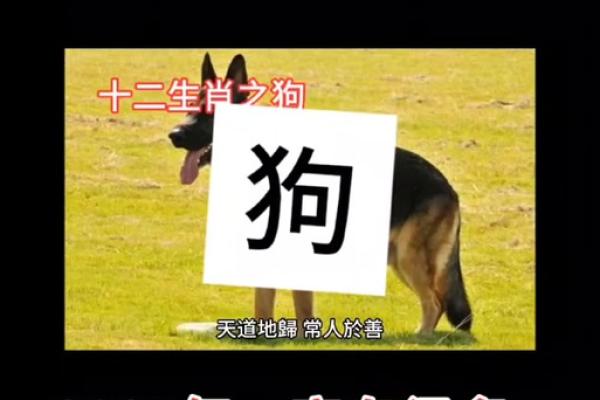 属狗2025年多大岁数了 属狗2025年运势及运程每月运程狗 属狗2025年多大岁数了 属狗2025年运势及运程每月运程狗