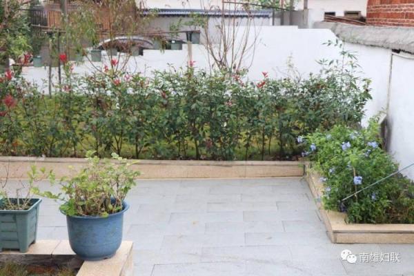 农家后院六绿树是什么生肖(农家后院六绿树打一生肖) 农家后院六绿树是什么生肖(农家后院六绿树打一生肖)