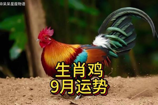 2024年属鸡的全年运势 2024年属鸡的全年运势1993 2024年属鸡的全年运势 2024年属鸡的全年运势1993