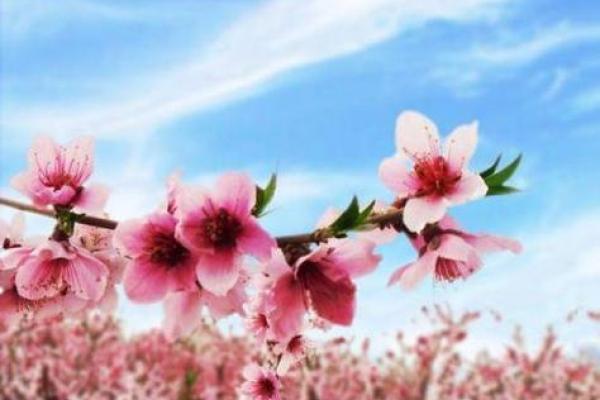 求姻缘必看提升桃花运的5个实用技巧 求姻缘必看提升桃花运的5个实用技巧