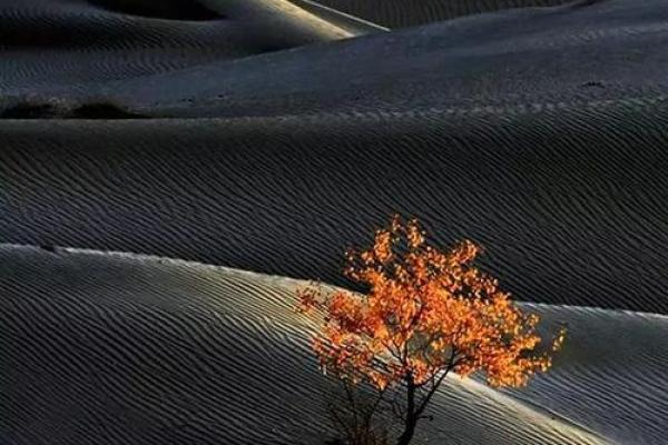 “肥田沃地”打一准确动物生肖,肥田沃地是什么生肖答案解释释义落实 “肥田沃地”打一准确动物生肖,肥田沃地是什么生肖答案解释释义落实