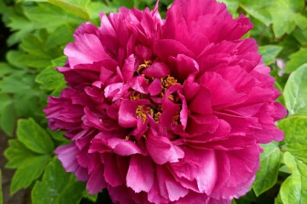 “国色天香”打一准确动物生肖,国色天香指什么生肖答案解释释义落实 “国色天香”打一准确动物生肖,国色天香指什么生肖答案解释释义落实