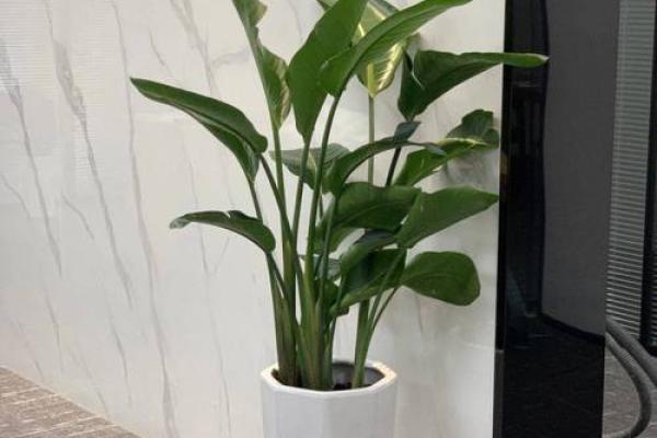 办公室花卉摆放风水 办公室花卉摆放风水