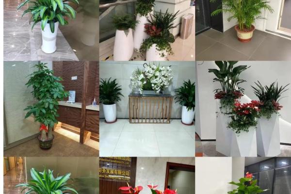 办公室花卉摆放风水 办公室花卉摆放风水