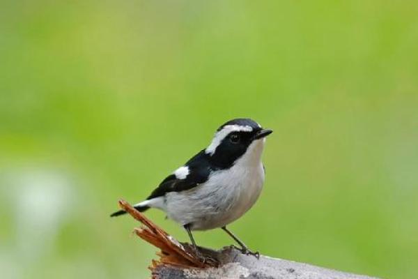 四二独自暗中明是什么生肖(四二独自暗中明是什么生肖动物) 四二独自暗中明是什么生肖(四二独自暗中明是什么生肖动物)