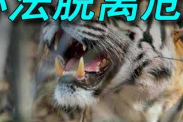 老虎头上动土 老虎头上动土