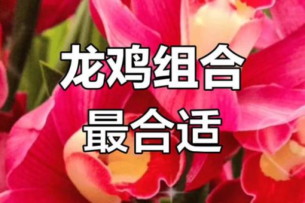 属鸡和属龙的婚配怎么样_属鸡和属龙的婚配解析缘分与挑战并存 属鸡和属龙的婚配怎么样_属鸡和属龙的婚配解析缘分与挑战并存