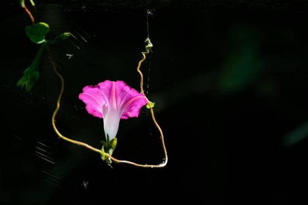 风吹草动打一个生肖(风吹草动打一个生肖是什么生肖) 风吹草动打一个生肖(风吹草动打一个生肖是什么生肖)