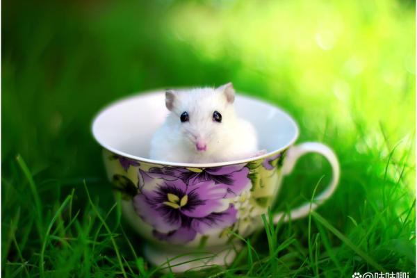 白头少年是什么生肖 白头少年是什么生肖