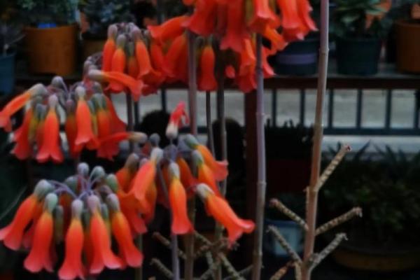 落地生根打一个生肖(落地生根是什么生肖正确答案) 落地生根打一个生肖(落地生根是什么生肖正确答案)