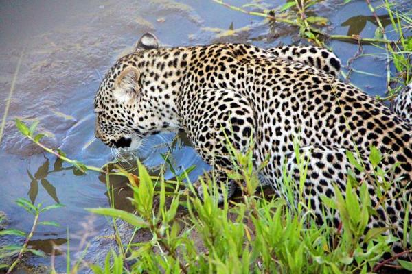 “邑犬群吠”打一个生肖动物,邑犬群吠打一动物答案解释释义落实 “邑犬群吠”打一个生肖动物,邑犬群吠打一动物答案解释释义落实