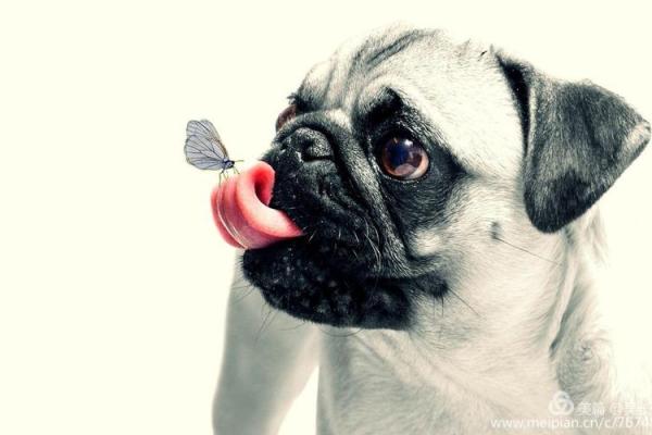 “邑犬群吠”打一个生肖动物,邑犬群吠打一动物答案解释释义落实 “邑犬群吠”打一个生肖动物,邑犬群吠打一动物答案解释释义落实