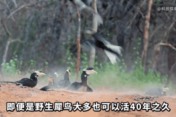 “金屋藏娇”打一个生肖动物，金屋藏娇是什么生肖动物答案解释释义落实